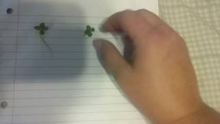 Pressing and preserving Four leaf clovers leaves and flowers [upl. by Rosita]