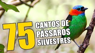 75 CANTOS DE PÁSSAROS SILVESTRES 🔴♫ [upl. by Aknayirp660]