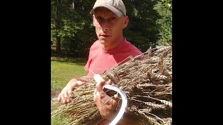 Harvesting and processing a small Wheat plot by hand [upl. by Eicnarf977]