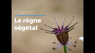 11  Les familles du règne végétal [upl. by Doty]