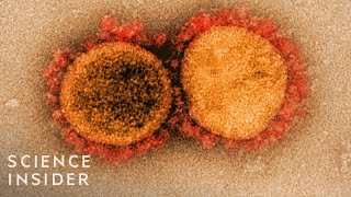 How Viruses Like The Coronavirus Mutate [upl. by Lathan]