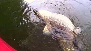 Big Catfish devours Duck [upl. by Strait878]