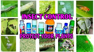 Insecticides Using Guide  How To Use Insecticides  How To Control Plant Diseases  IN HINDI [upl. by Abbottson]