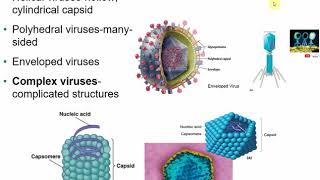 2117 Chapter 13  Viruses Viroids and Prions [upl. by Brenda875]