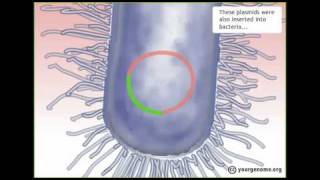 How the Human Genome was sequenced [upl. by Algernon910]