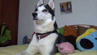 Husky siberiano aullando  Willy Siberian husky howling Willy [upl. by Ennove451]