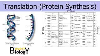 TranslationProtein Synthesis updated [upl. by Yecnuahc]