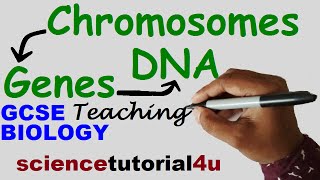 DNA CHROMOSOMES GENES amp ALLELES GCSE Science Biology [upl. by Max527]