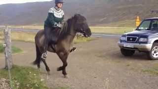 Icelandic horse demonstrates the famous tolt gait [upl. by Alleris]