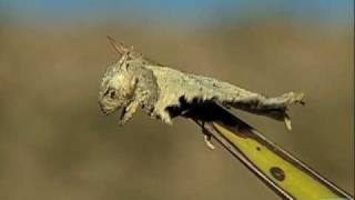 Loggerhead Shrike Impales Horned Lizard [upl. by Sillaw907]