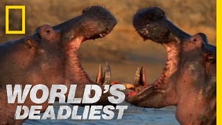 Hippo vs Hippo  Worlds Deadliest [upl. by Tnemelc]