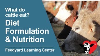 What Do Cattle Eat Diet Formulation amp Nutrition [upl. by Norreht]