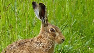 Close Encounter with a Brown Hare [upl. by Esidarap837]