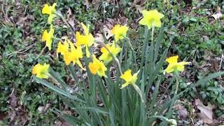 Do This to Multiply Your Daffodils [upl. by Latreese]