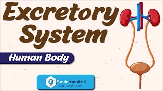 Human Excretory System in Hindi  Excretion in human beings Biology [upl. by Marylynne416]