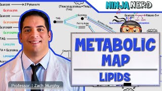 Metabolism  The Metabolic Map Lipids [upl. by Guyon]