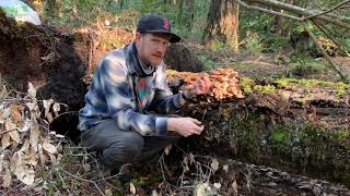 Foragers Advice on Honey Mushrooms  Armillaria Mellea at Salt Point State Park California [upl. by Eillek]