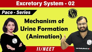 Excretory System  02 Chapter 19  Mechanism of Urine Formation  Class 11  NEET [upl. by Skiest289]