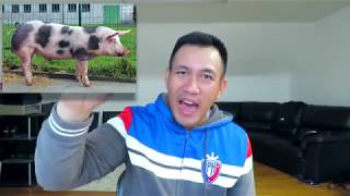 How to Start a Piggery Business Philippines in 2024 [upl. by Kendy]