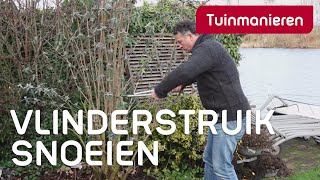 Vlinderstruik Buddleja snoeien hoe doe je dat  Tuinmanieren [upl. by Kerstin]