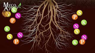 Mycorrhizal Animation [upl. by Ylil510]