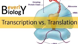 Transcription vs Translation [upl. by Nylsaj308]