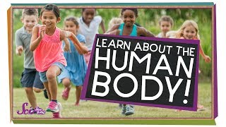 All About Your Body  Human Body Compilation [upl. by Joshi]