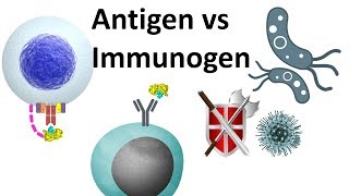 antigen and immunogen [upl. by Stoddard204]