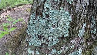 Foliose Lichen [upl. by Ahsyak]