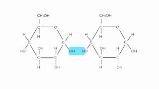 Hydrolysis of Maltose [upl. by Otinauj663]