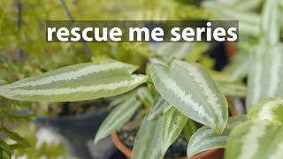 Rescue a Schismatoglottis Wallichii  Rare plant care [upl. by Ruy]