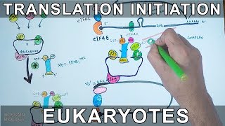 Translation Initiation in Eukaryotes [upl. by Rickard]