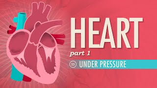 The Heart Part 1  Under Pressure Crash Course Anatomy amp Physiology 25 [upl. by Rettuc]