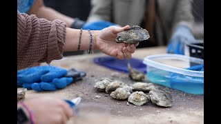 2023 Tampa Oyster Fest [upl. by Landahl]