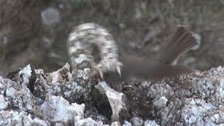 Iranian spidertailed viper tricks bird [upl. by Loreen]