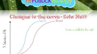 Haemoglobin amp Oxygen Dissociation Curves [upl. by Ahsienaj]