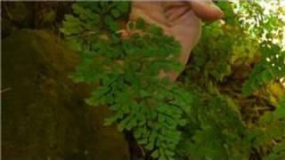 Growing amp Caring for Foliage Plants  Southern Maidenhair Fern Care [upl. by Ahsined775]