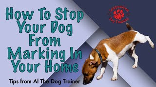 How To Stop Your Dog From Marking In Your Home  Tips From Al The Dog Trainer [upl. by Crifasi]