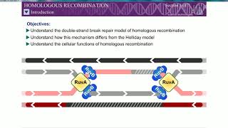 Homologous Recombination Rec BCD Pathway Double strand break mechanism [upl. by Iphlgenia]