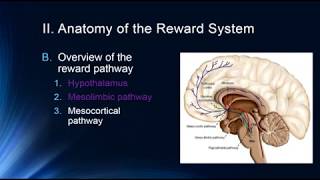 The Reward Pathway [upl. by Manoop]