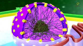 Practicallys Concepts  Nucleus Nuclear Envelope Nucleoplasm amp Nucleoli  LearnPractically [upl. by Nuhs379]