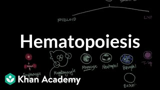 Hematopoiesis  Hematologic System Diseases  NCLEXRN  Khan Academy [upl. by Arissa]