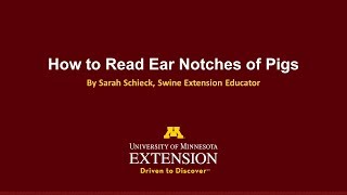 How to Read Ear Notches of Pigs [upl. by Eniamreg]