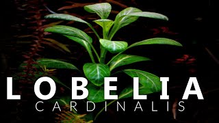 Lobelia Cardinalis Aquarium Plant [upl. by Buke]