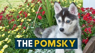 The Pomsky Your Guide to the Pomeranian Husky Mix [upl. by Aneg]