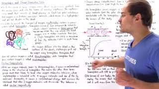 Hemoglobin Cooperativity and Oxygen Dissociation Curve [upl. by Aeet94]