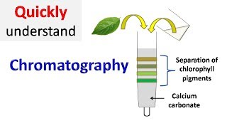 Chromatography [upl. by Dabbs218]