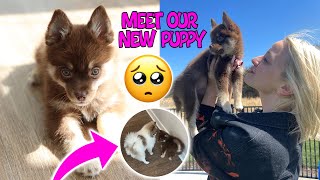 MEET OUR NEW PUPPY 11WeekOld Pomsky Meets Our 1YearOld Pomeranian [upl. by Bunnie]