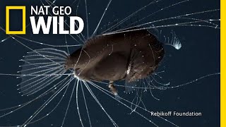 FirstEver Footage of DeepSea Anglerfish Mating Pair  Nat Geo Wild [upl. by Lac]