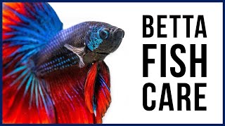 How to Care for Your New Betta Fish [upl. by Galasyn]